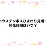 ハウステンボスのひまわり見頃2026！開花時期はいつ？